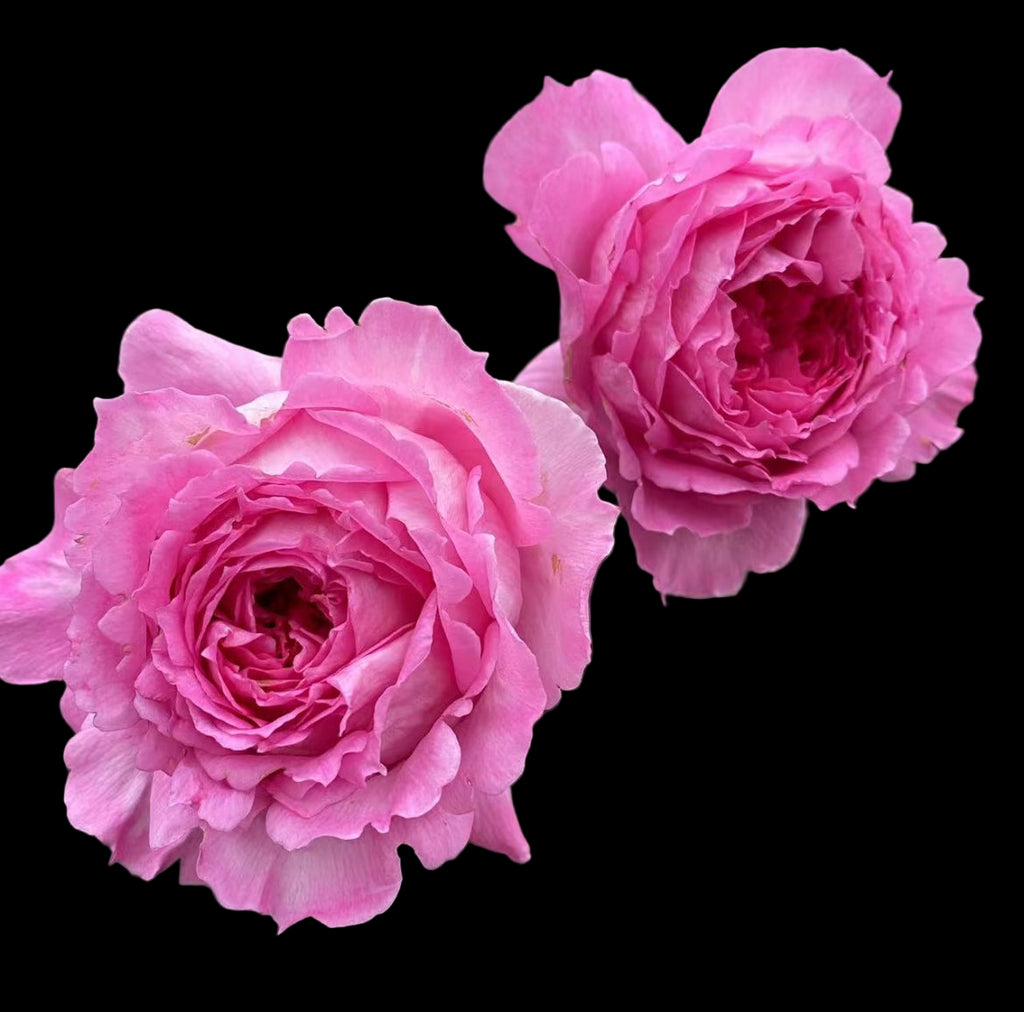 Xianji (仙姬) – Fragrant Pink Garden Shrub Rose from China (Own Root)