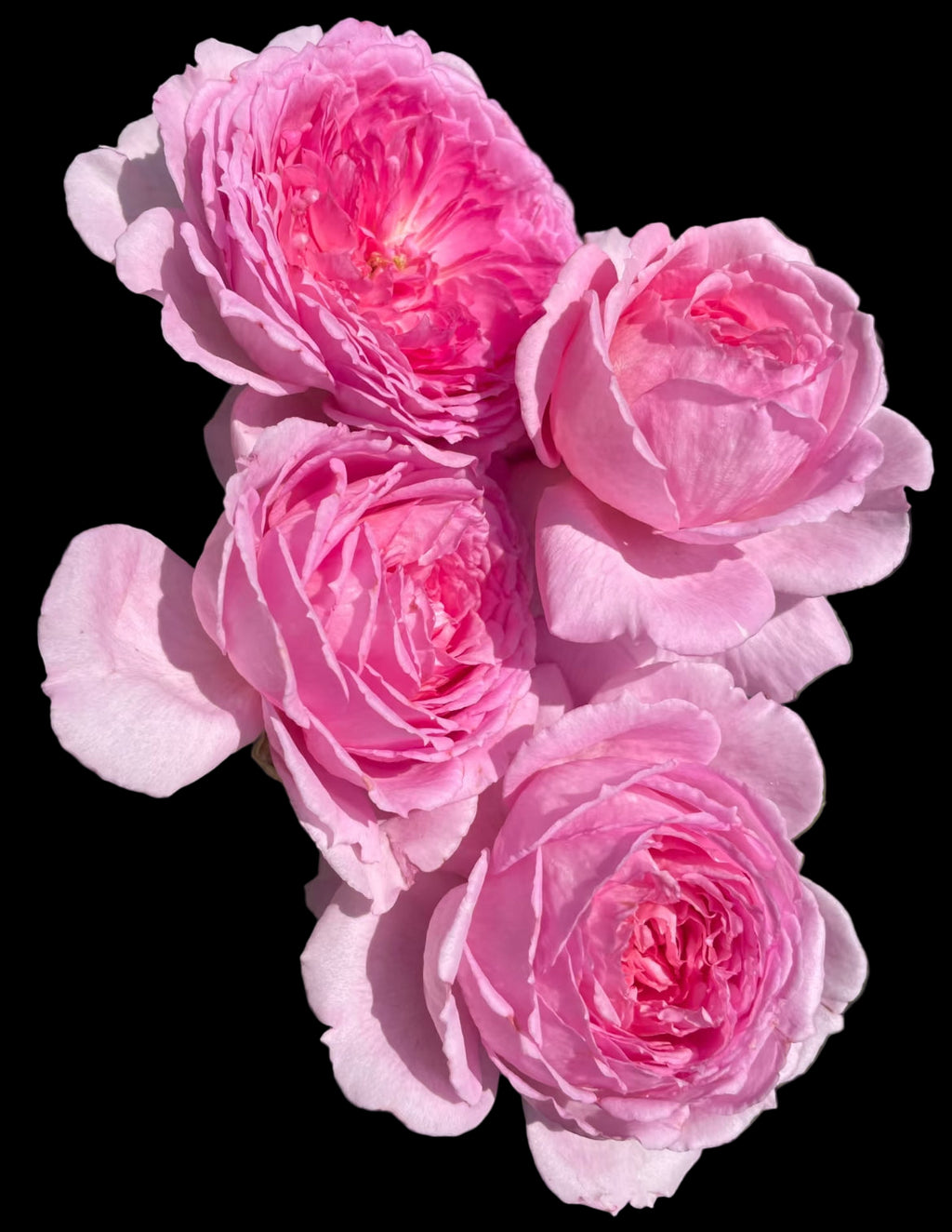 Xianji (仙姬) – Fragrant Pink Garden Shrub Rose from China (Own Root)