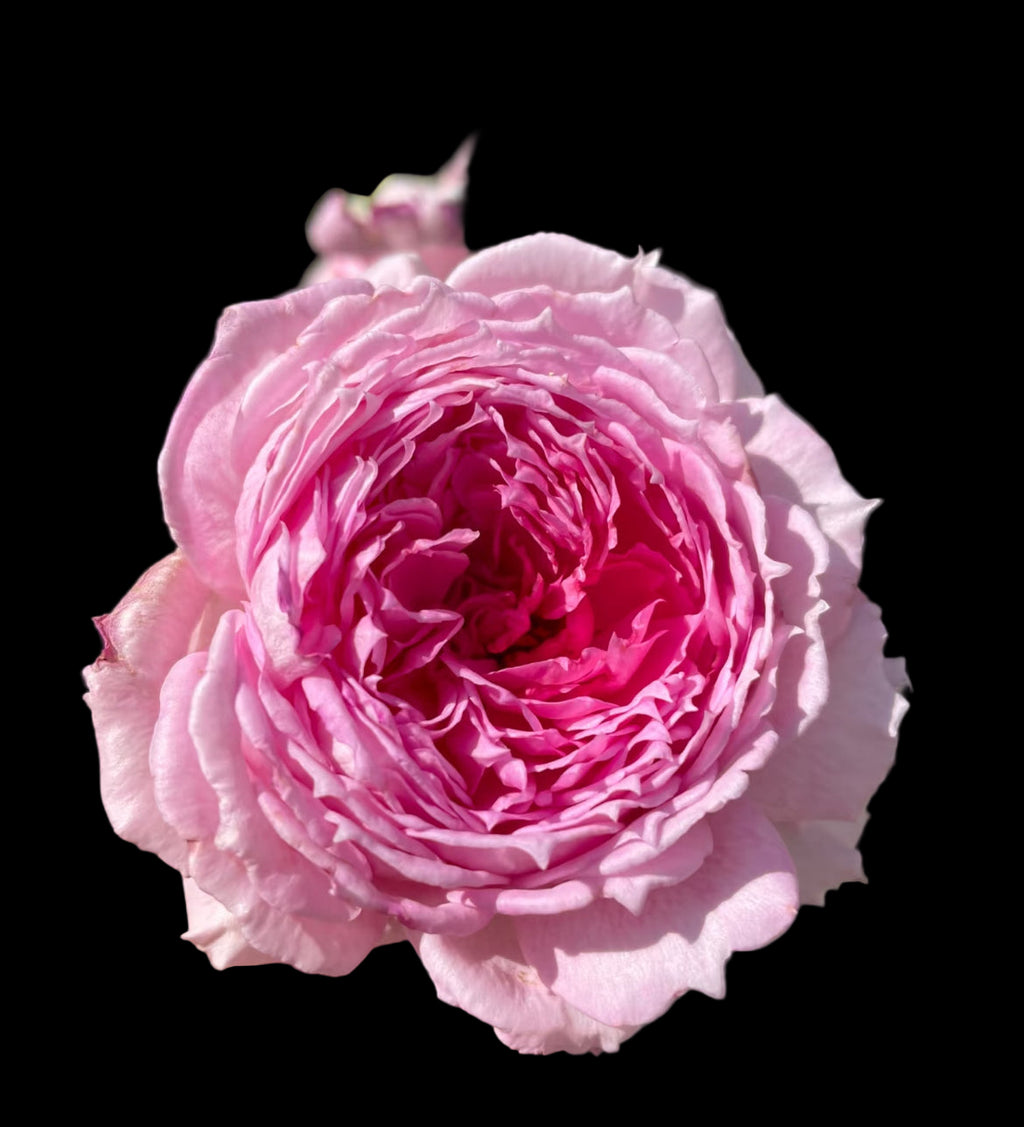 Xianji (仙姬) – Fragrant Pink Garden Shrub Rose from China (Own Root)
