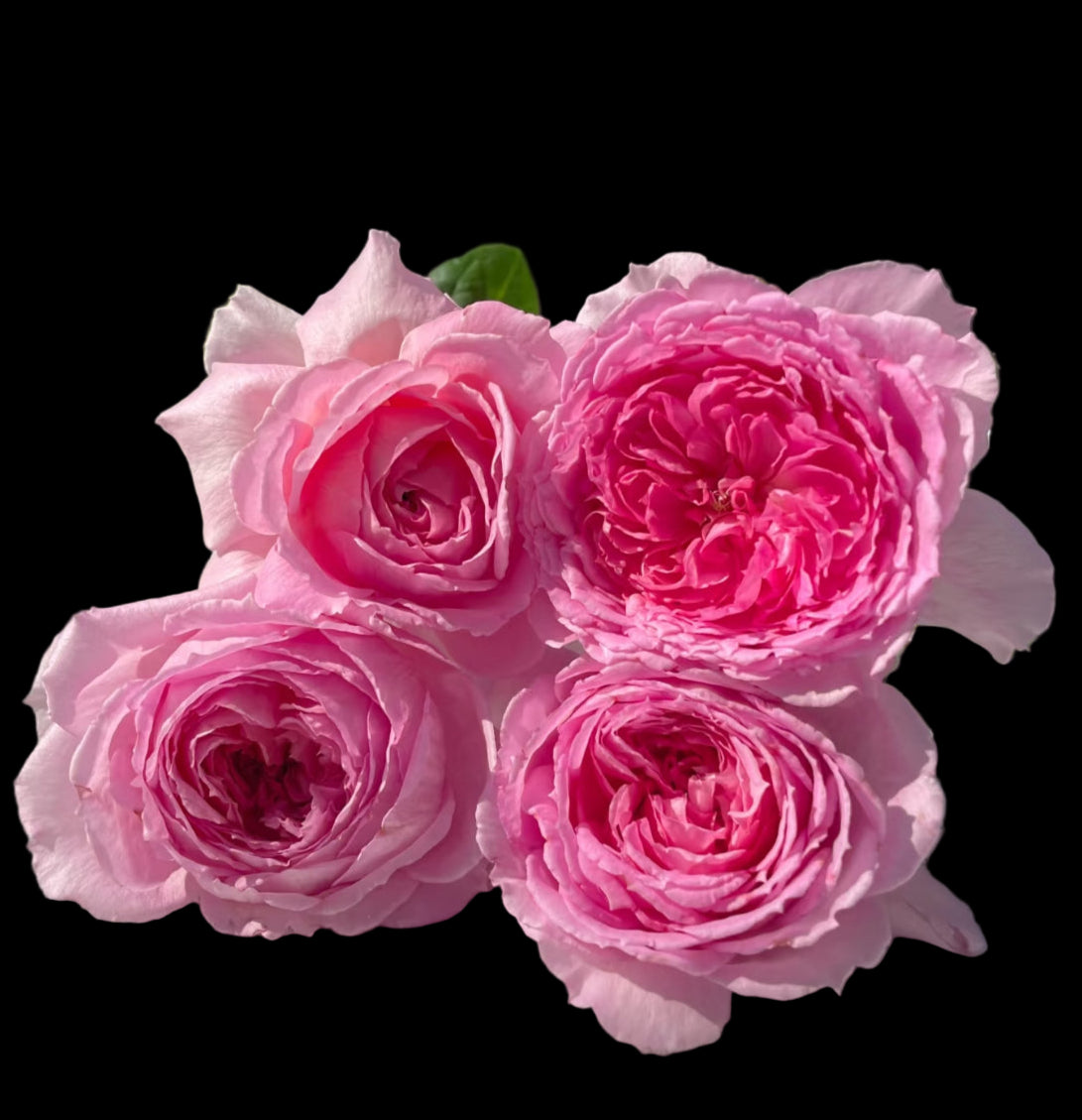Xianji (仙姬) – Fragrant Pink Garden Shrub Rose from China (Own Root)