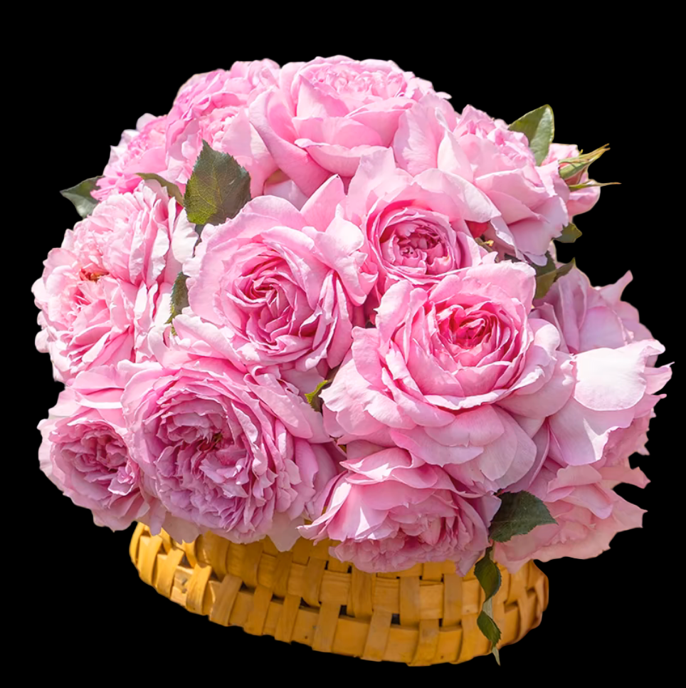Xianji (仙姬) – Fragrant Pink Garden Shrub Rose from China (Own Root)