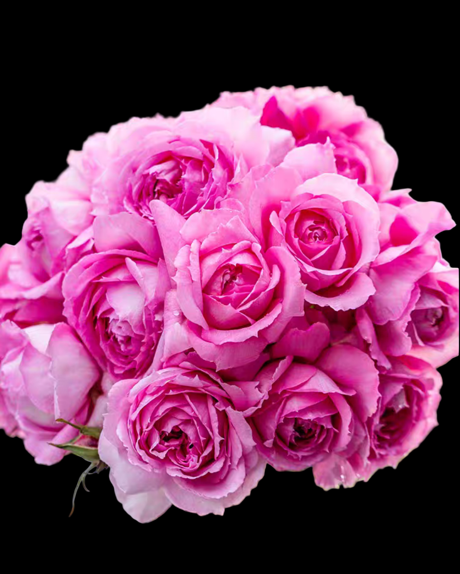 Xianji (仙姬) – Fragrant Pink Garden Shrub Rose from China (Own Root)