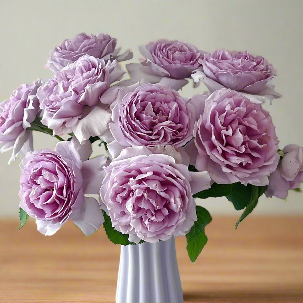 Yinyin Qing (Faint Blue) – Fragrant Lavender Chinese Shrub Rose (Own Root)