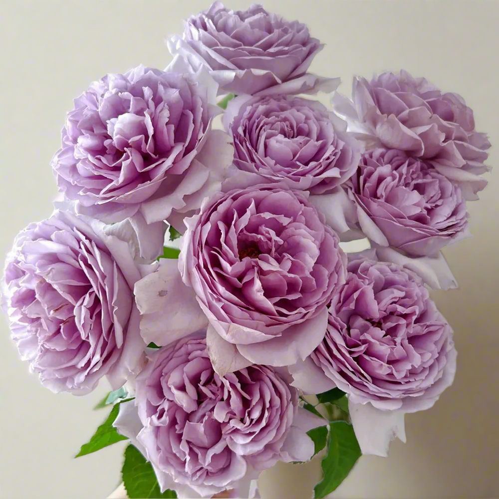 Yinyin Qing (Faint Blue) – Fragrant Lavender Chinese Shrub Rose (Own Root)