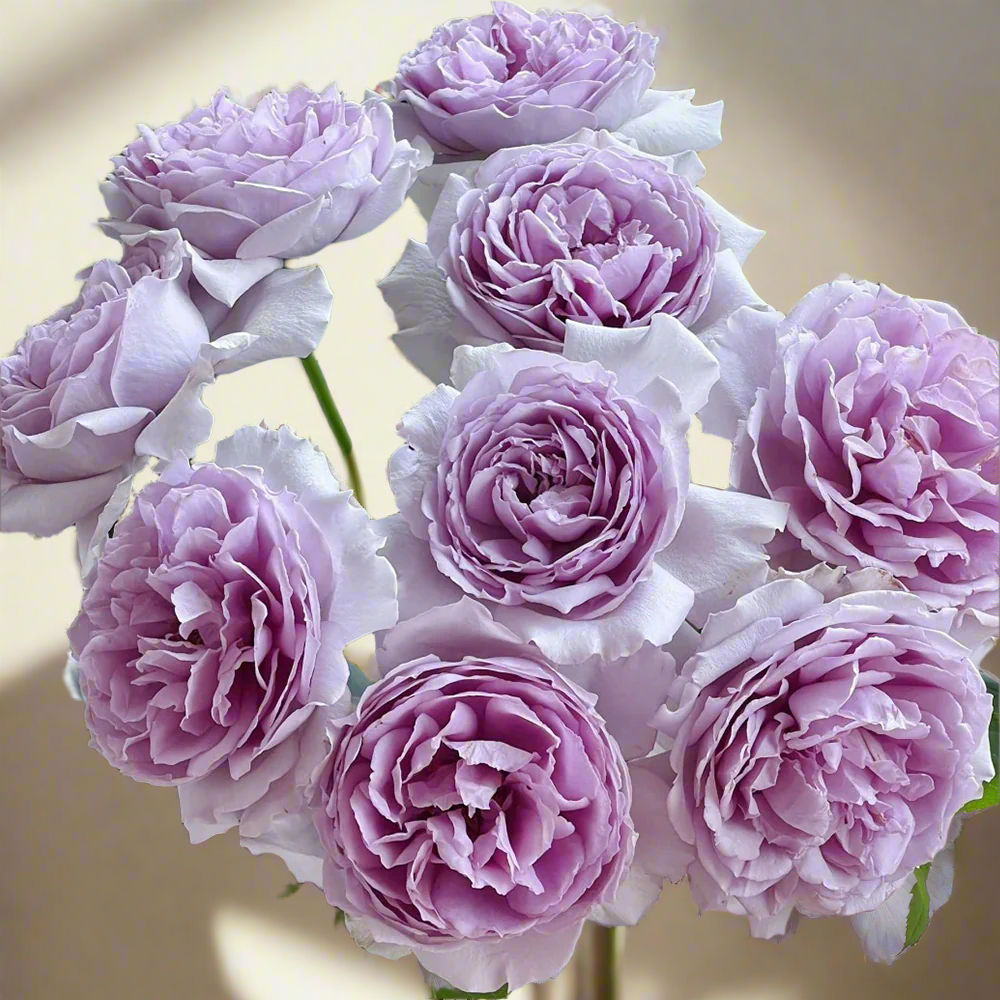 Yinyin Qing (Faint Blue) – Fragrant Lavender Chinese Shrub Rose (Own Root)
