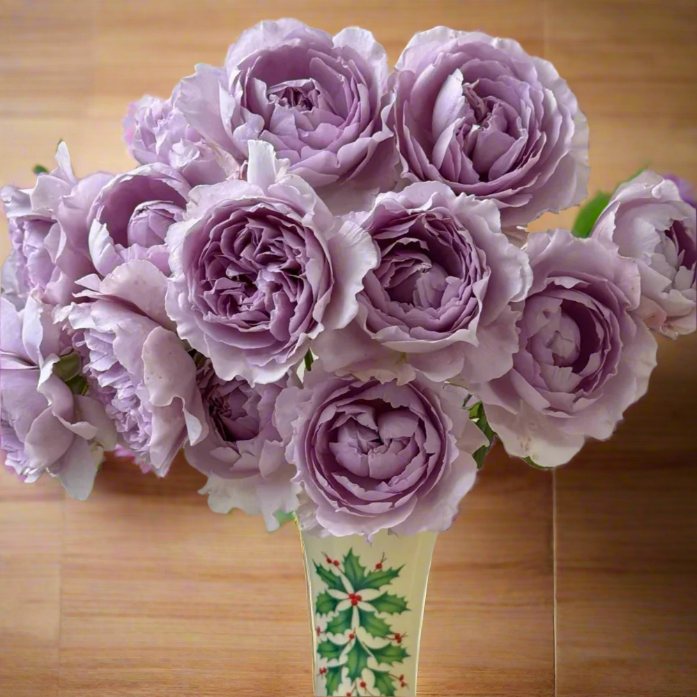 Yinyin Qing (Faint Blue) – Fragrant Lavender Chinese Shrub Rose (Own Root)