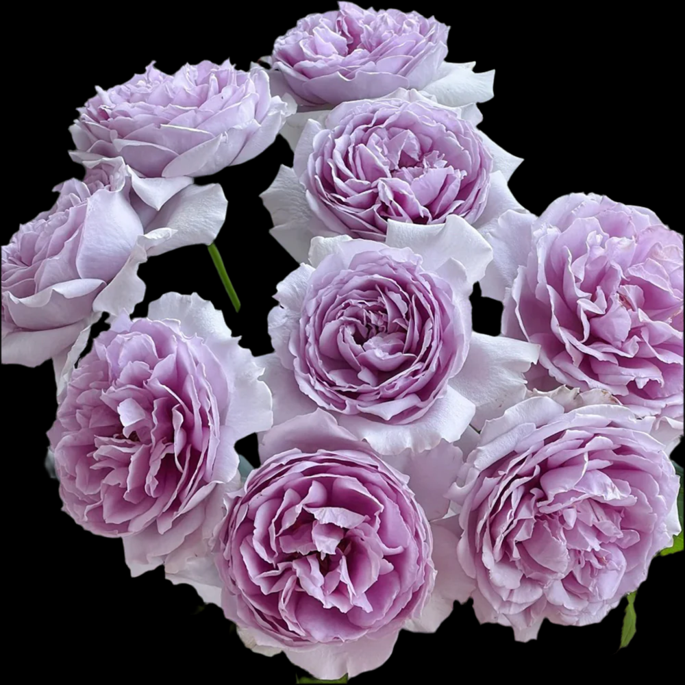 Yinyin Qing (Faint Blue) – Fragrant Lavender Chinese Shrub Rose (Own Root)