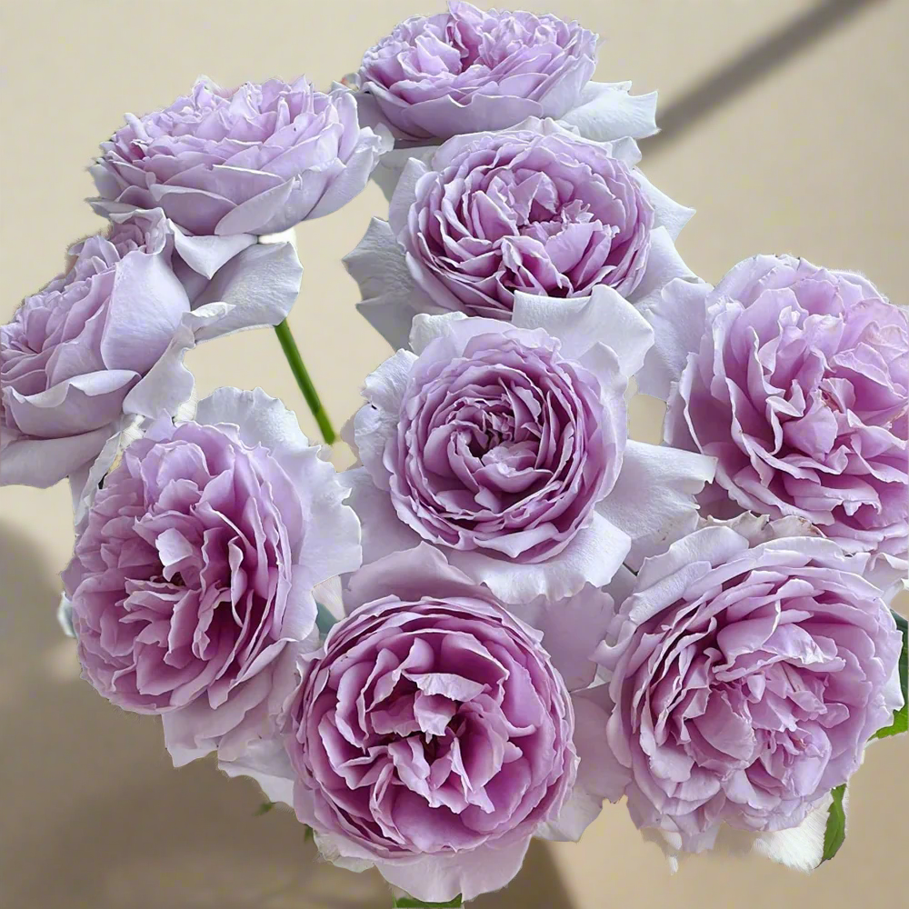 Yinyin Qing (Faint Blue) – Fragrant Lavender Chinese Shrub Rose (Own Root)