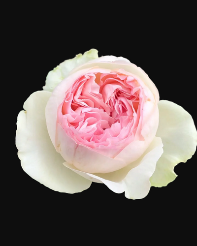 Yves Maiden Heart (L'esprit de fille) – Fragrant Pink & Cream Japanese Florist Rose (Own Root)