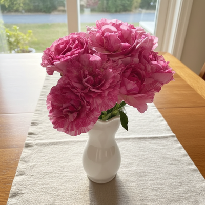 Yves Splash – Fragrant Striped Pink & White Japanese Florist Rose (Own Root)
