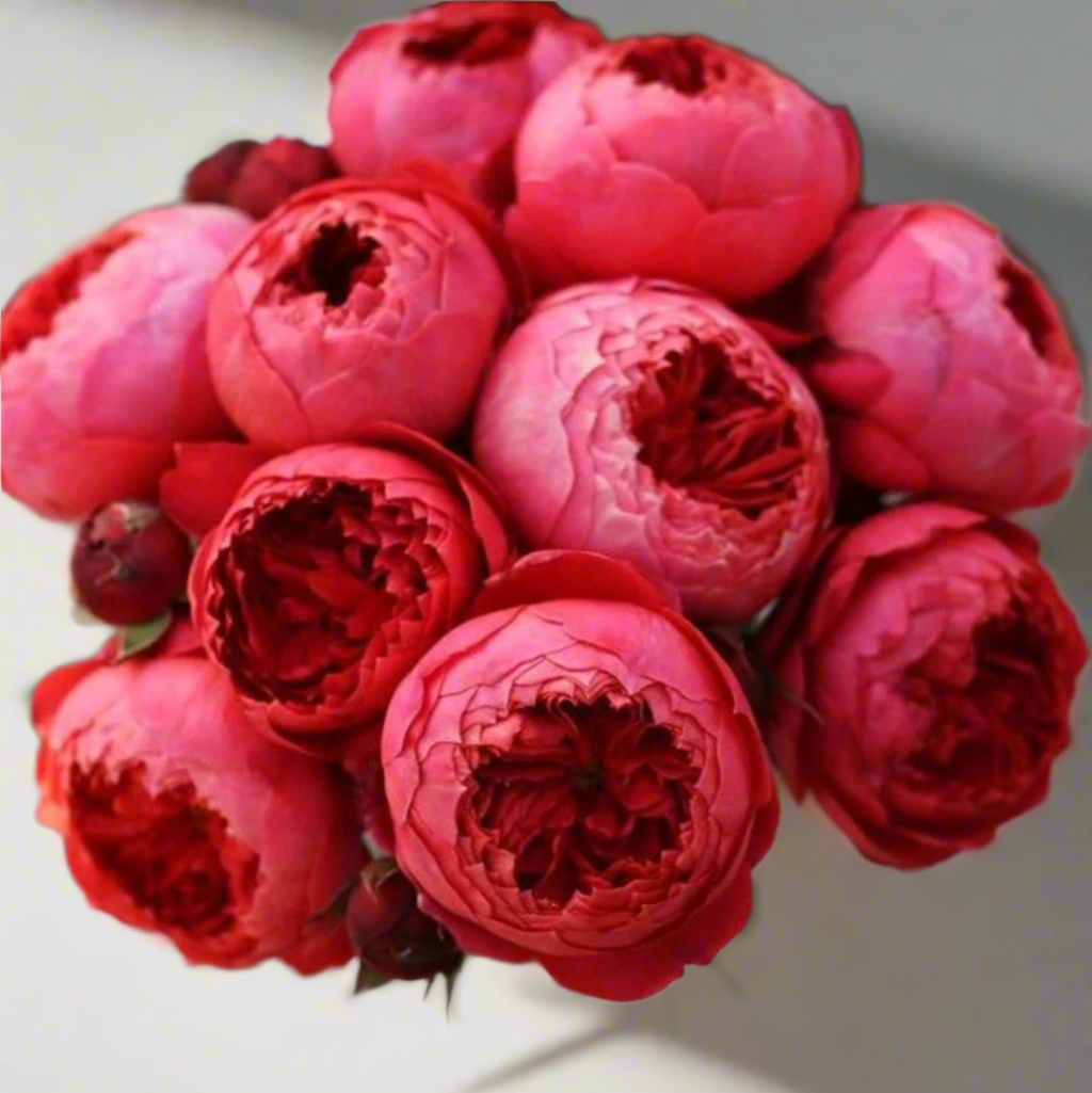 Zhushawan (Cinnabar Bowl) – Red & Orange Chinese Cutting Rose (Own Root)