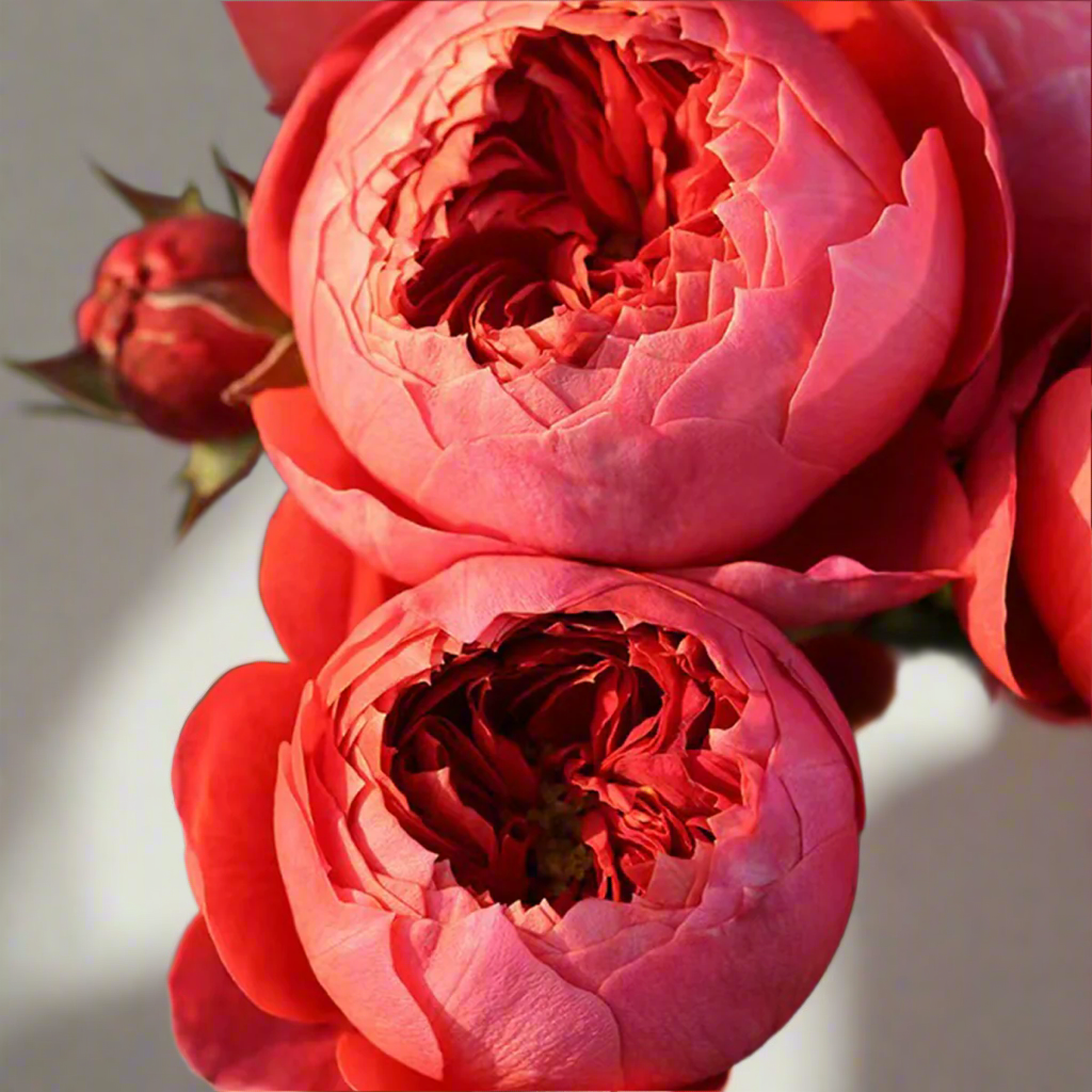 Zhushawan (Cinnabar Bowl) – Red & Orange Chinese Cutting Rose (Own Root)